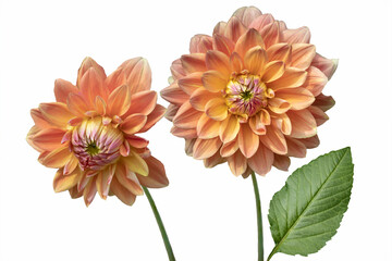 Beautiful flower, orange dahlia flowers isolates on white background