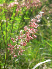 Grass seeds amongst greenery in a field