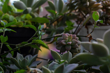 suculenta con ojos rojisas