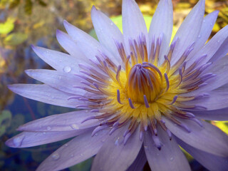 Close up of a purple and yellow water lily lotus flower in a garden