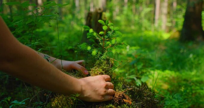 Female hand holding sprout wilde pine tree in nature green forest. Earth Day save environment concept. Growing seedling forester planting.