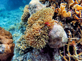 Fototapeta na wymiar Indonesia Anambas Islands - Clownfish and Sea Anemone - Amphiprioninae