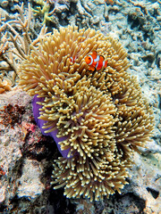 Fototapeta na wymiar Indonesia Anambas Islands - Clownfish and Sea Anemone - Amphiprioninae