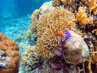 Indonesia Anambas Islands - Clownfish and Sea Anemone - Amphiprioninae