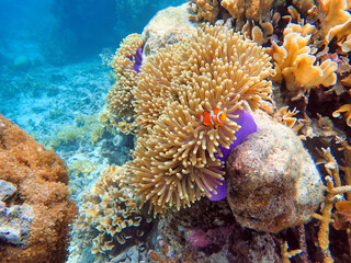 Naklejka na ściany i meble Indonesia Anambas Islands - Clownfish and Sea Anemone - Amphiprioninae