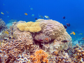 Indonesia Anambas Islands - Colorful coral reef with tropical fish