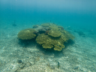 Beautiful underwater view at Lang Tengah Island located in Terengganu Malaysia