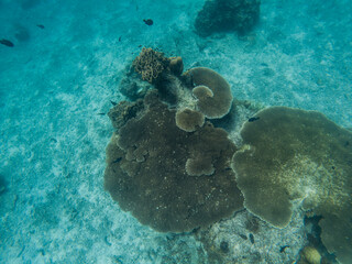 Beautiful underwater view at Lang Tengah Island located in Terengganu Malaysia