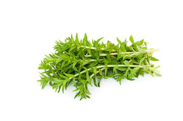 Limnophila geoffrayi, Limnophila aromatica isolated on white background.