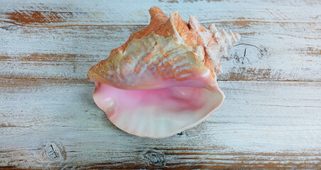Conch sea shell on white rustic wood