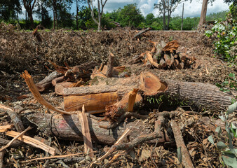 Deforestation forest and Illegal logging. Cutting trees. ​Stacks of cut wood. Wood logs, timber...