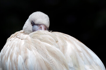 Fototapeta premium pictures of sleeping flamingo bird