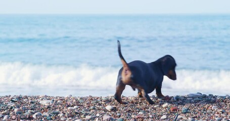 Dachshund puppy stands at entrance to sea funny wagging tail and wants to swim. Bathing dogs in reservoirs. Dog on the wild beach wants to cool off on a hot summer day