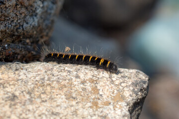 black and yellow caterpillar on a stone