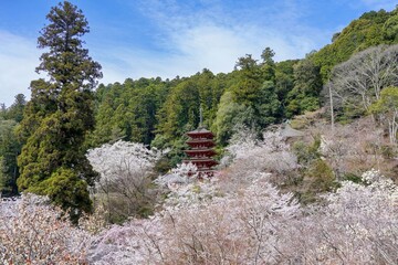 満開の桜に囲まれた五重塔の情景＠奈良