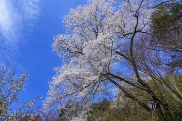 青空バックに見上げる満開の桜＠奈良