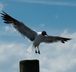 seagull in flight