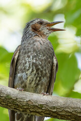 樹上で鳴き交わすヒヨドリ