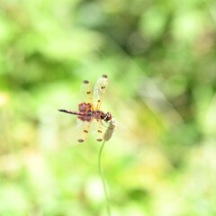 red dragonfly on a leaf
