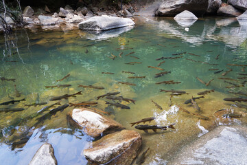 Antimony fish living at Namtok Phlio, a Beautiful waterfall located in Chantaburi province