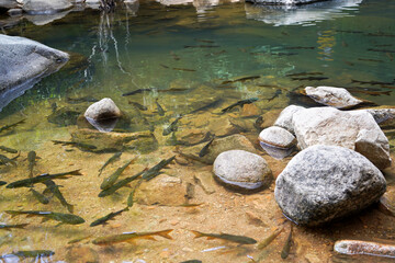 Antimony fish living at Namtok Phlio, a Beautiful waterfall located in Chantaburi province