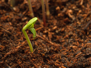 Close-up of growth cannabis seedling in a potted