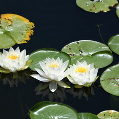 white water lily in pond