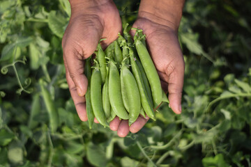 Green peas in hands. Man is holding a handful of fresh picked green pea pods
