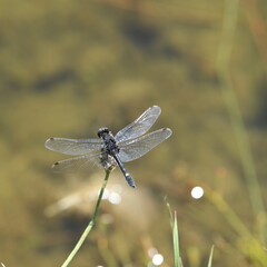 dragonfly on a leaf