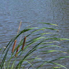 reeds in the lake