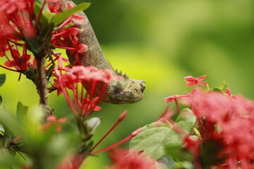 Extreme Close-up Of An Oriental Garden Lizard, Bhadrak, Odisha, India.