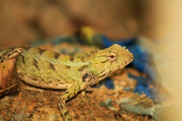 Extreme Close-up Of An Oriental Garden Lizard, Bhadrak, Odisha, India.