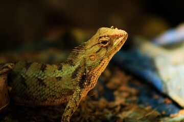 Extreme Close-up Of An Oriental Garden Lizard, Bhadrak, Odisha, India.