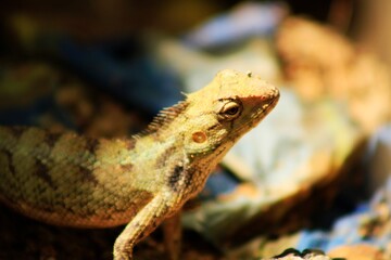 Extreme Close-up Of An Oriental Garden Lizard, Bhadrak, Odisha, India.