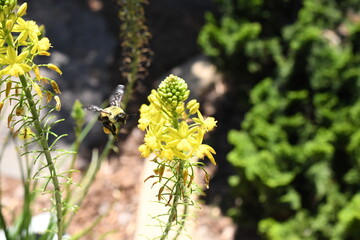 Yellow Flower Buds With A Bee Pollinating Nearby