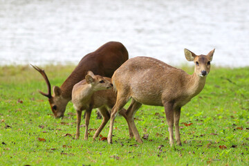 Wild brow-antlered deer in Phu Khieo Wildlife Sanctuary, Thailand