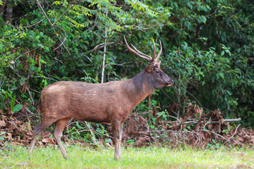 Wild brow-antlered deer in Phu Khieo Wildlife Sanctuary, Thailand
