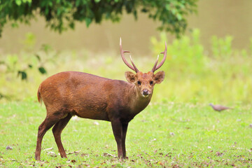 Naklejka na ściany i meble Wild brow-antlered deer in Phu Khieo Wildlife Sanctuary, Thailand