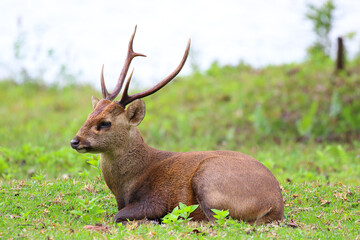 Naklejka na ściany i meble Wild brow-antlered deer in Phu Khieo Wildlife Sanctuary, Thailand