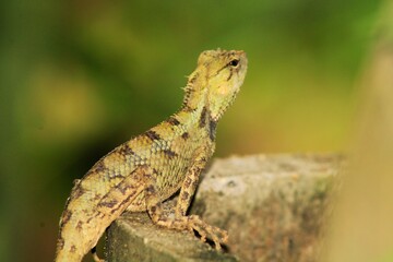 Indian Chameleon or Garden lizard on nature background. Animal Wildlife