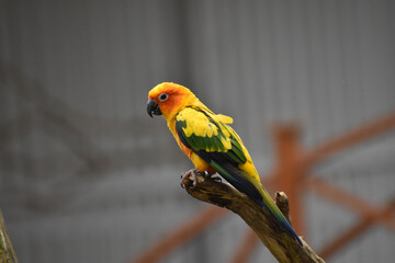 red and yellow macaw
