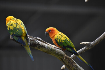 pair of parrots