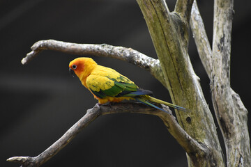 red and yellow macaw