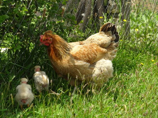 Gallina y polluelos en el campo