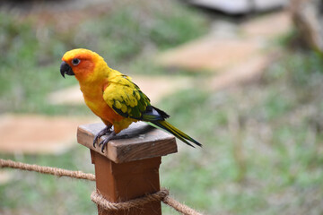 blue and yellow macaw
