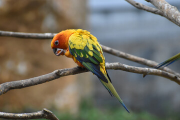 blue and yellow macaw