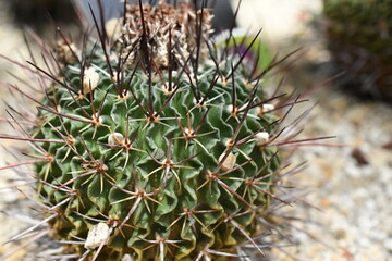 Green Bodied Brown Needle Cactus