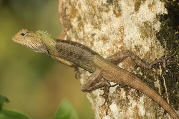 Extreme Close-up Of An Oriental Garden Lizard, Bhadrak, Odisha, India.