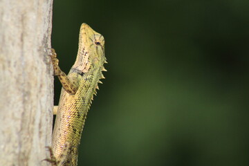 Extreme Close-up Of An Oriental Garden Lizard, Bhadrak, Odisha, India.