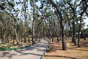 소나무 군락지 사이로 생긴 산책길